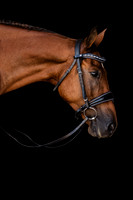 Helmuth Equine | 8.25