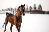 Reedannland Farms | Equine | 2020
