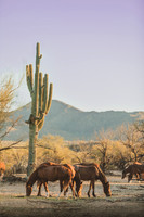 Salt River Wild Horses | 2021