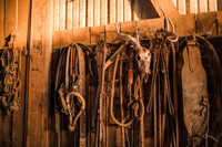 Miller Livestock | Equine Commercial | 2021