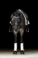 Helmuth Equine | 9.25