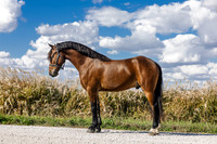 Helmuth Equine | Kobe | 2025