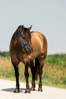 Helmuth Equine | 6.25