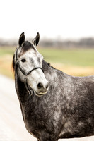 Helmuth Equine | 11.25