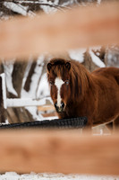 Irish Run Farms | Winter | 2024