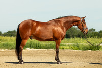 Helmuth Equine 6.26