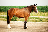 Helmuth Equine 7.10