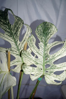 Tropical Plant Show | 2026