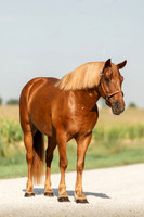 Helmuth Equine 8.31