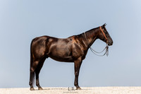 Logan | Equine | 2022