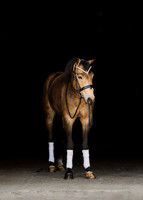 Helmuth Equine | 4.25