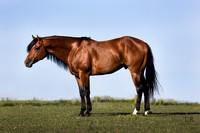 Special Irish Luck | Equine | 2022