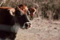 Van Vleet Farms | Ellie | 2022
