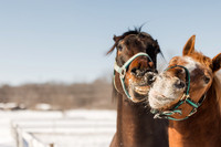 Valley Park Ponies | 2025