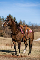 MR Blackburns Shadow | Equine | 2022