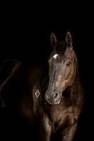 Fischer | Equine | 2022