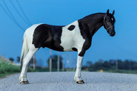 Helmuth Equine | 7.25