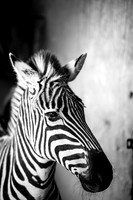 Munford | Equine Portrait | 2018