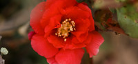 Pepper Harrow | Macro Flowers - May | 2021