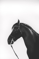 Fine Art Prints